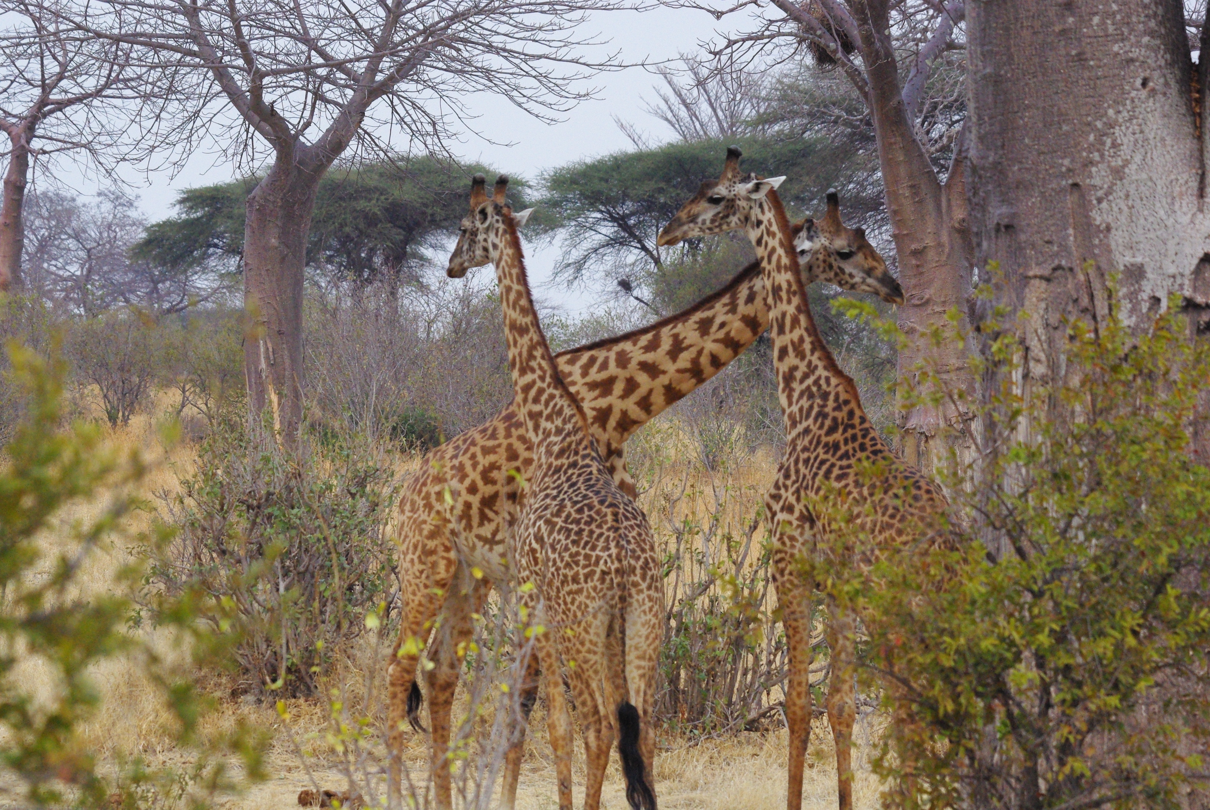 Girafes Masaï (Masai giraffe, Giraffa cameleopardalis ssp tippelskirchi) Parc National de Ruaha, Tanzanie.